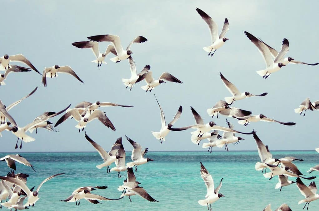 photo of seagulls