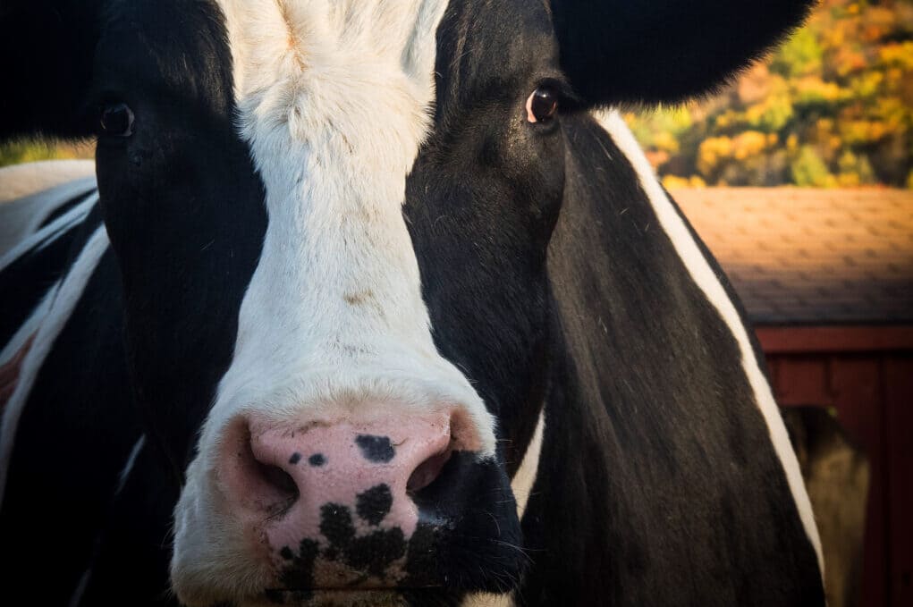 photo of a black and white cow's face