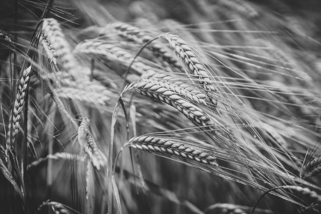black and white photo of wheat