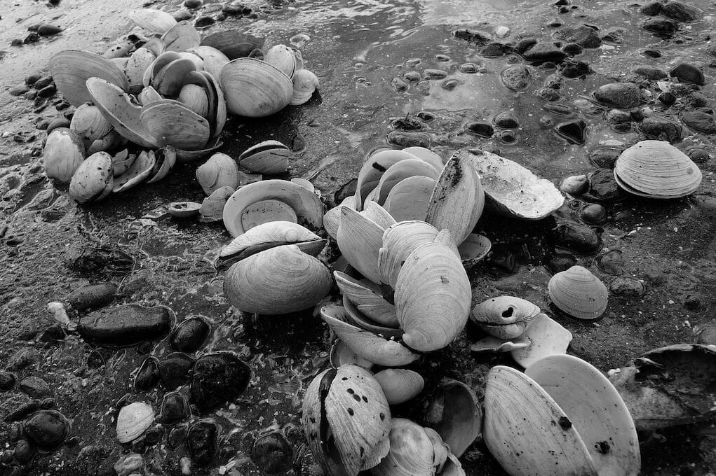 black and white photo of clamshells on the beach