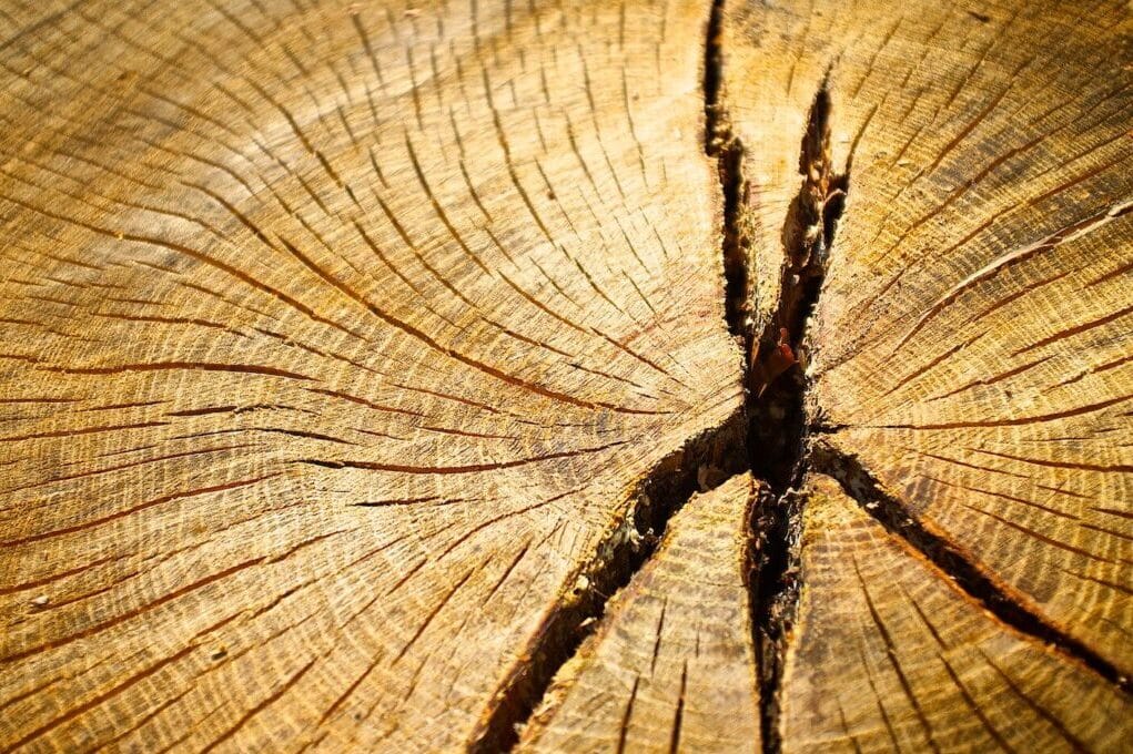 photo of tree stump