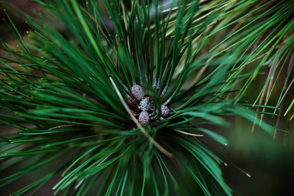 photo of pine needles