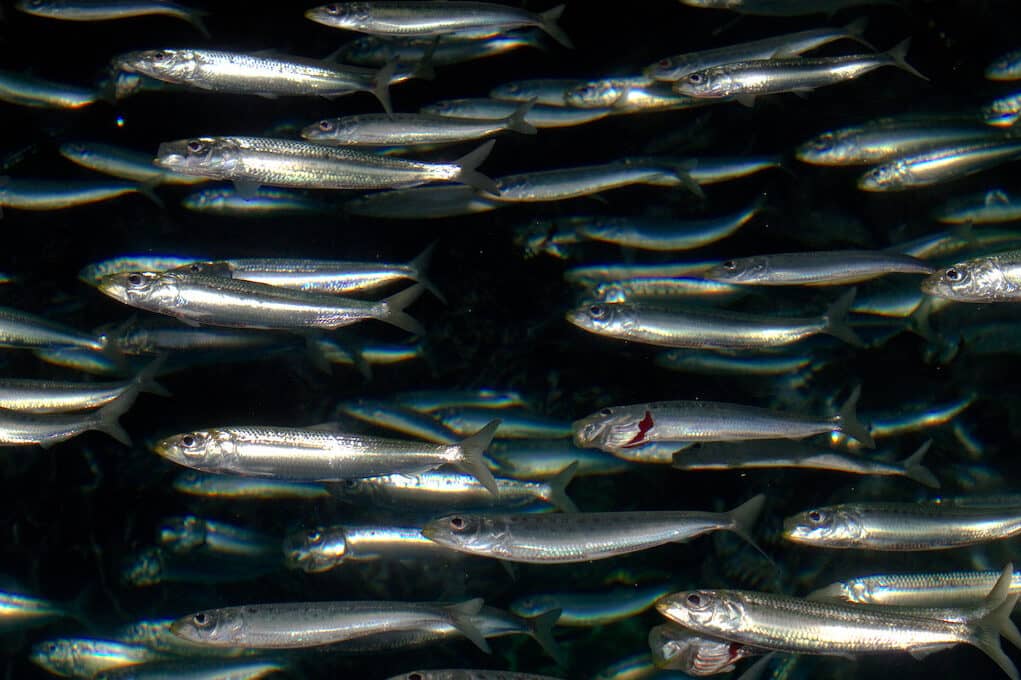 photo of sardines