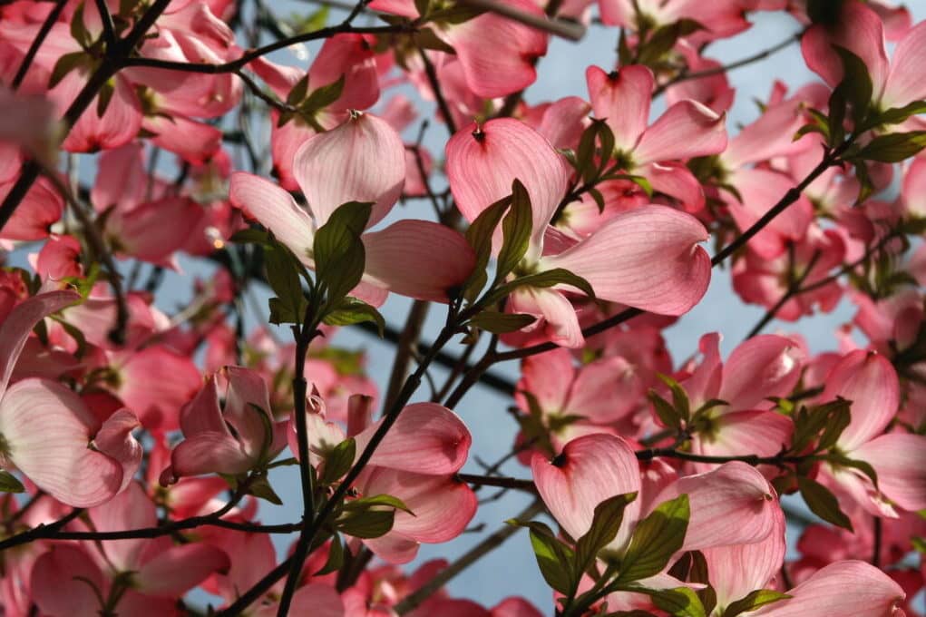 photo of pink dogwood blossoms