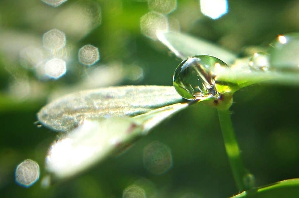 photo of drop of water on a plant