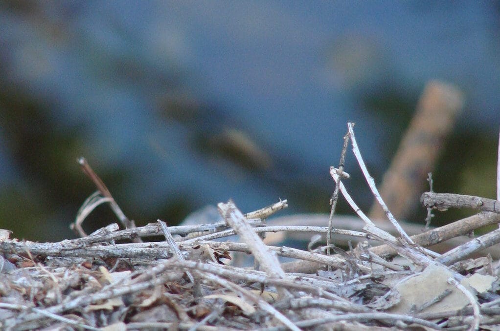 photo of twigs
