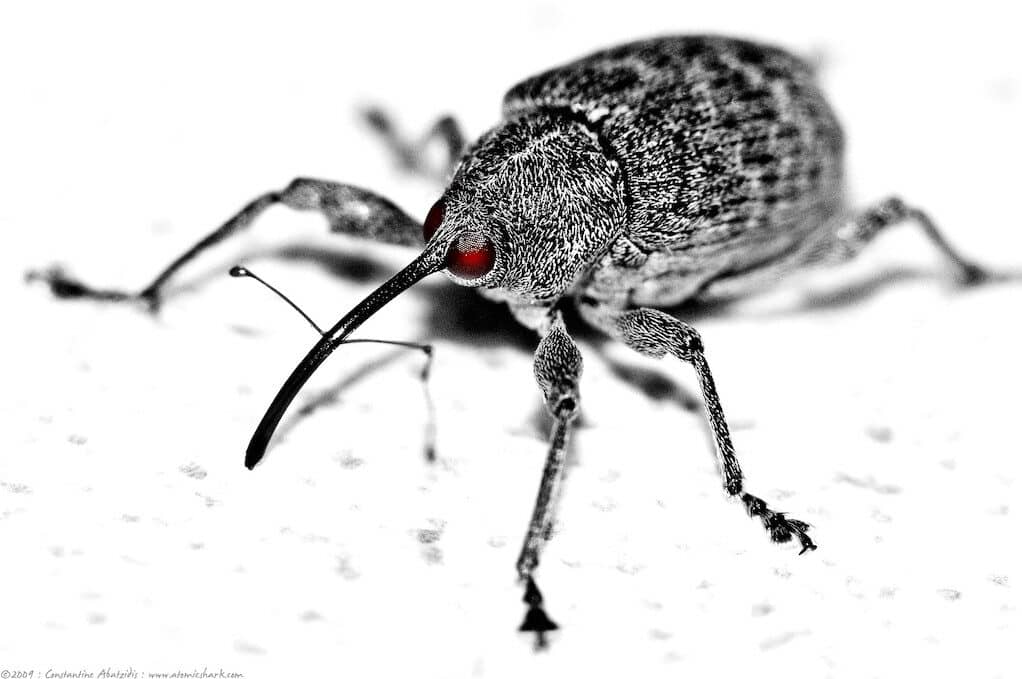 photo of a Boll Weevil