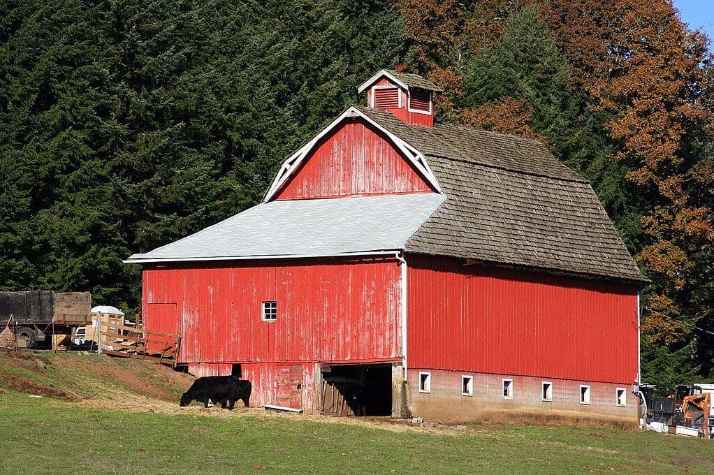 photo of red barn with black cows in front