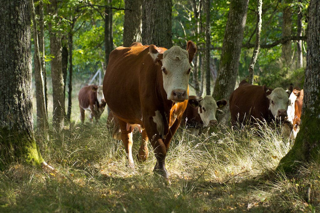 photo of cows walking through the woods