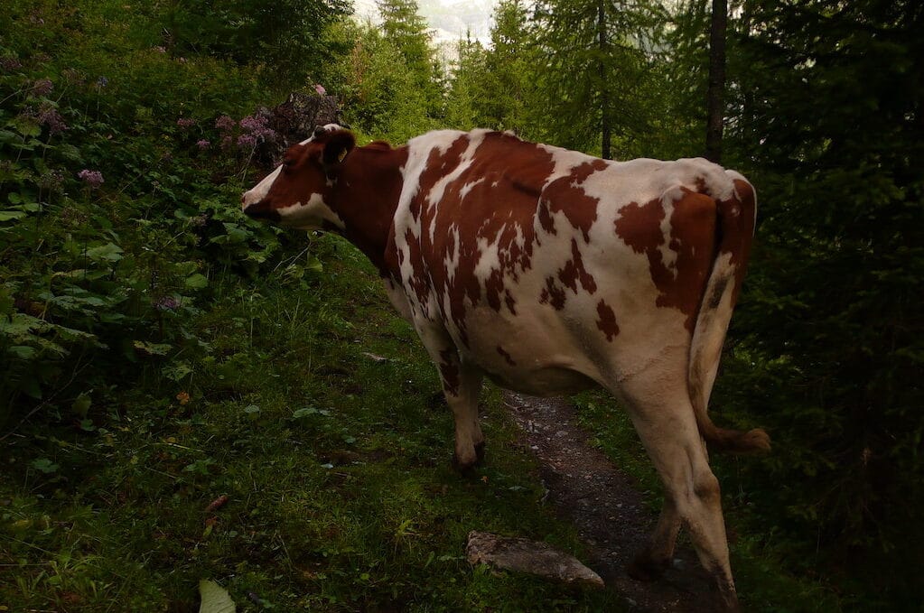 photo of cow wandering through the woods