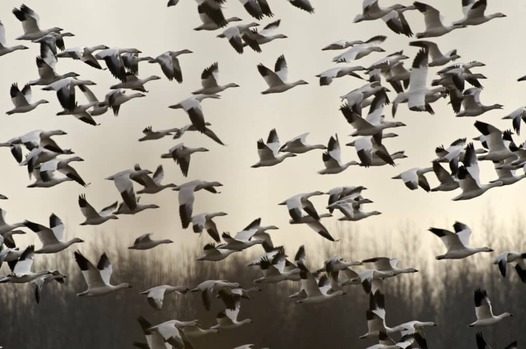 photo of snow geese in flight