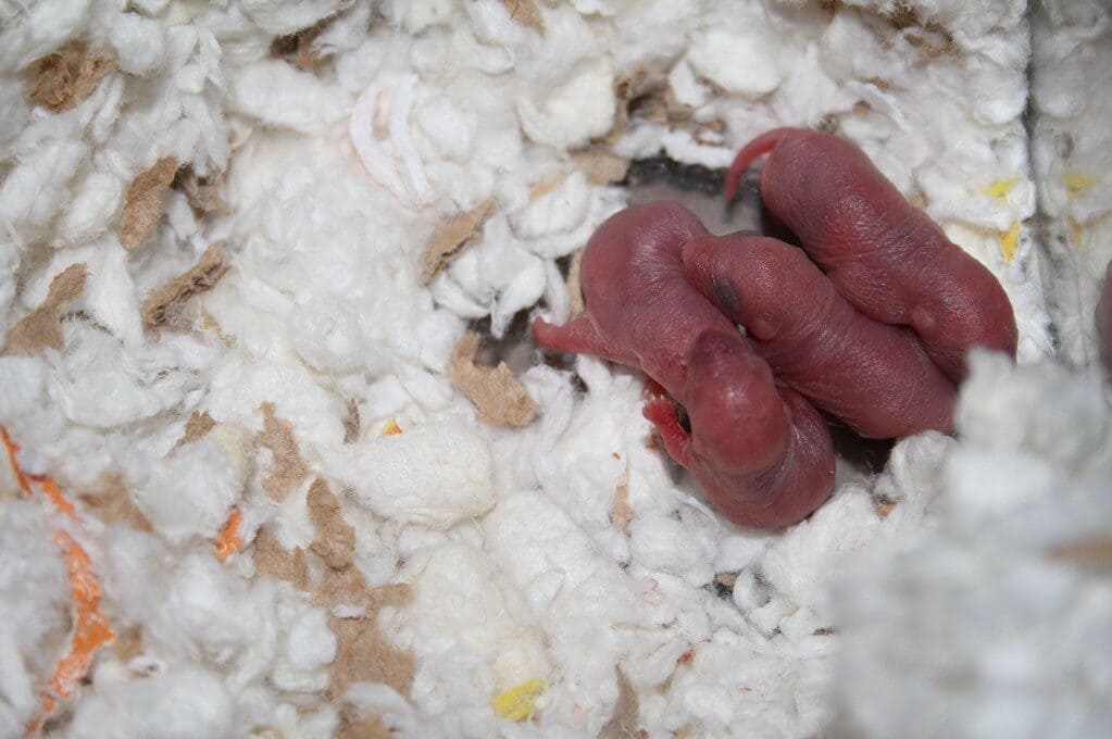 photo of baby gerbils