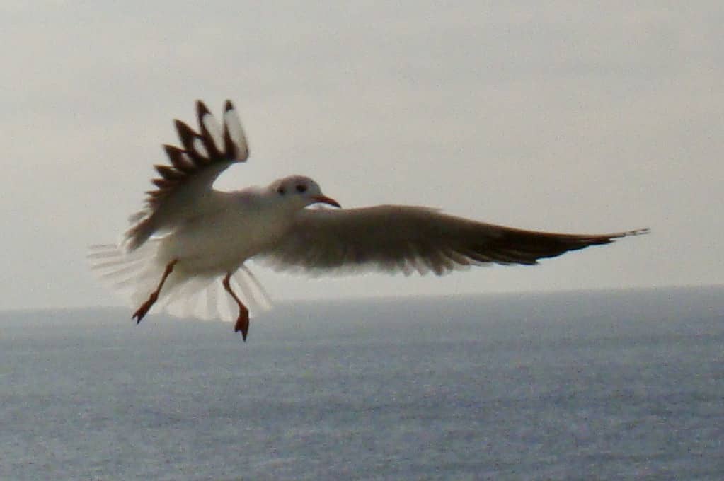 photo of a seagull