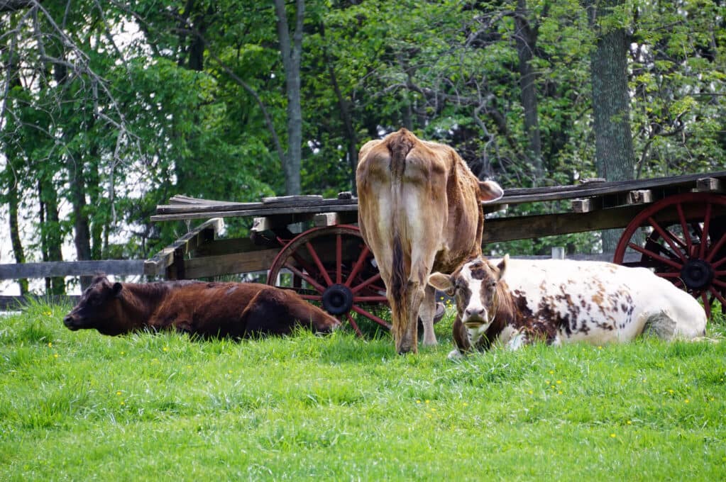 photo of cows in field