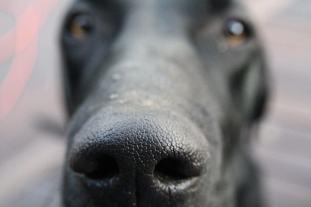 close-up photo of a dog's face