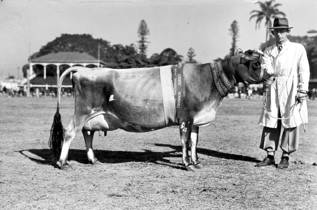 old photo of a man standing next to a champion jersey cow