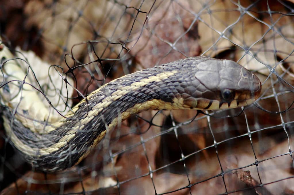 photo of a garter snake