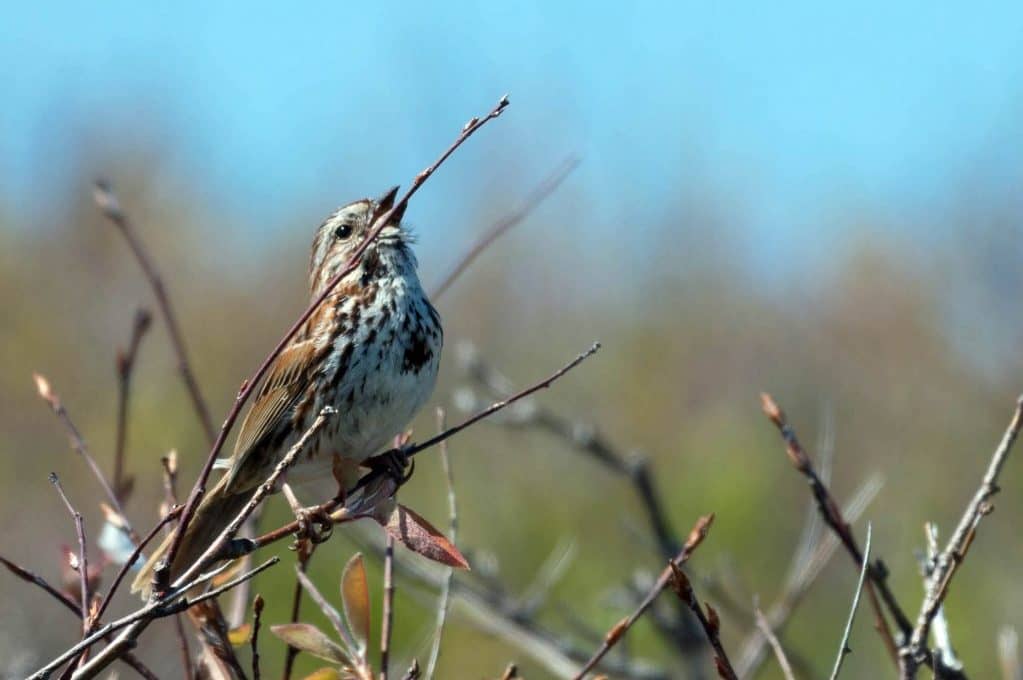 photo of a sparrow