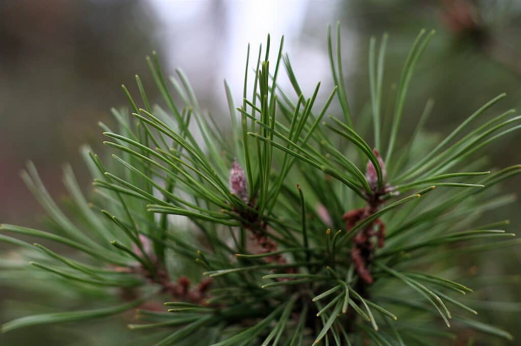 photo of pine tree needles