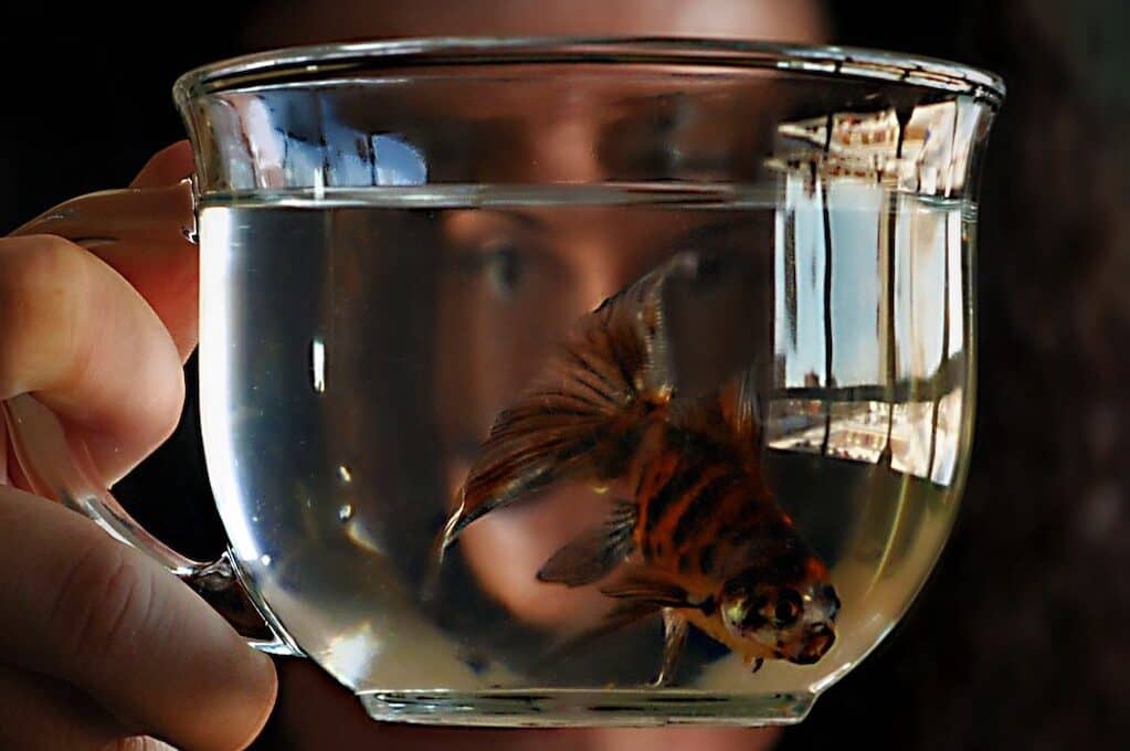 photo of person holding clear mug with fish swimming inside