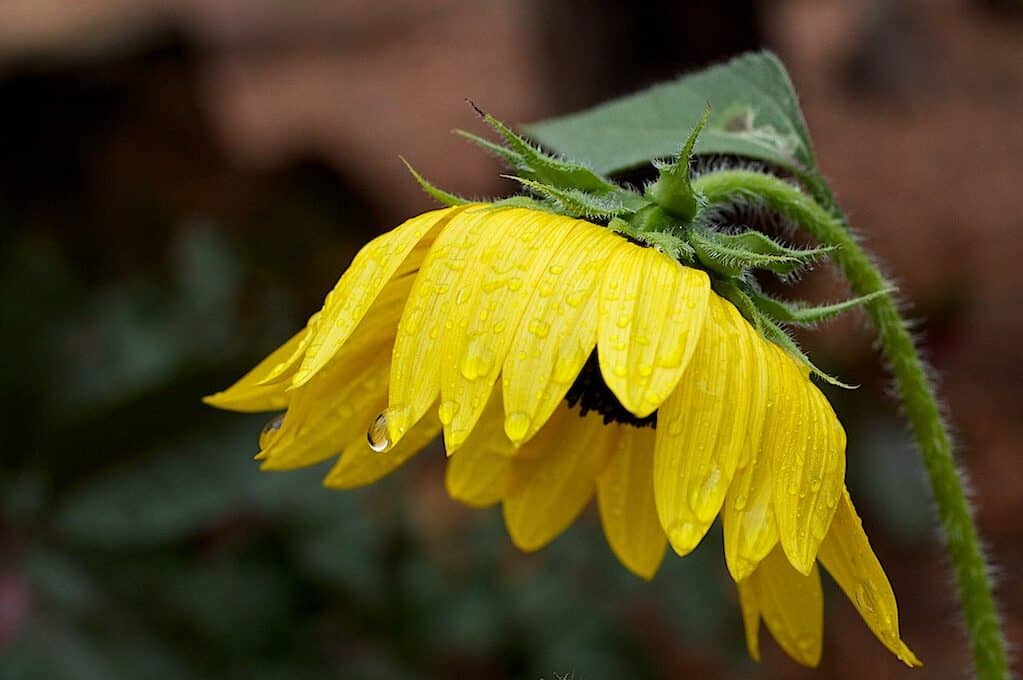 photo of sunflower bent over from rain