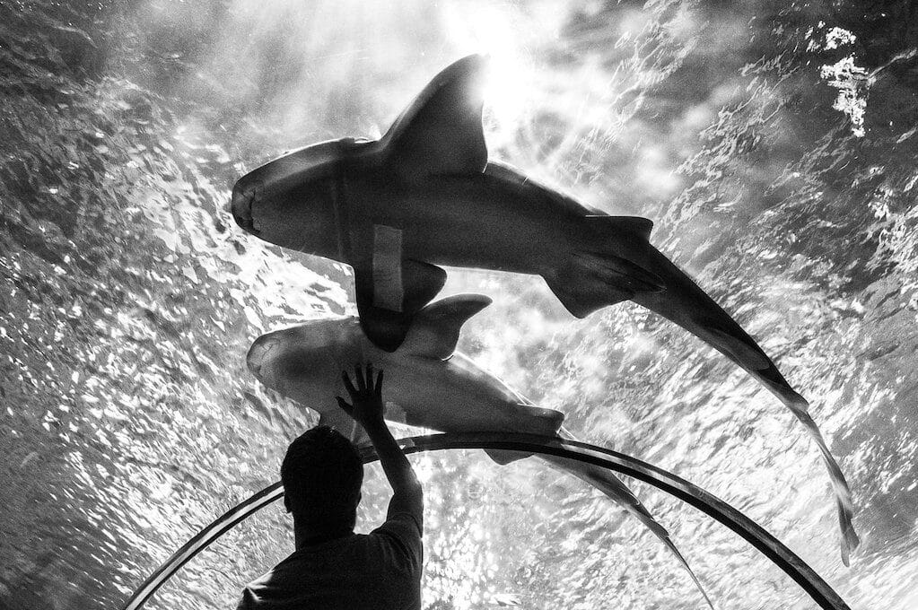 photo of sharks in an aquarium