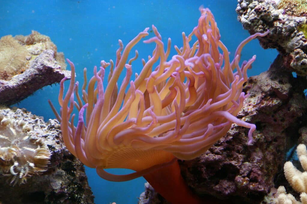 photo of sea anemone