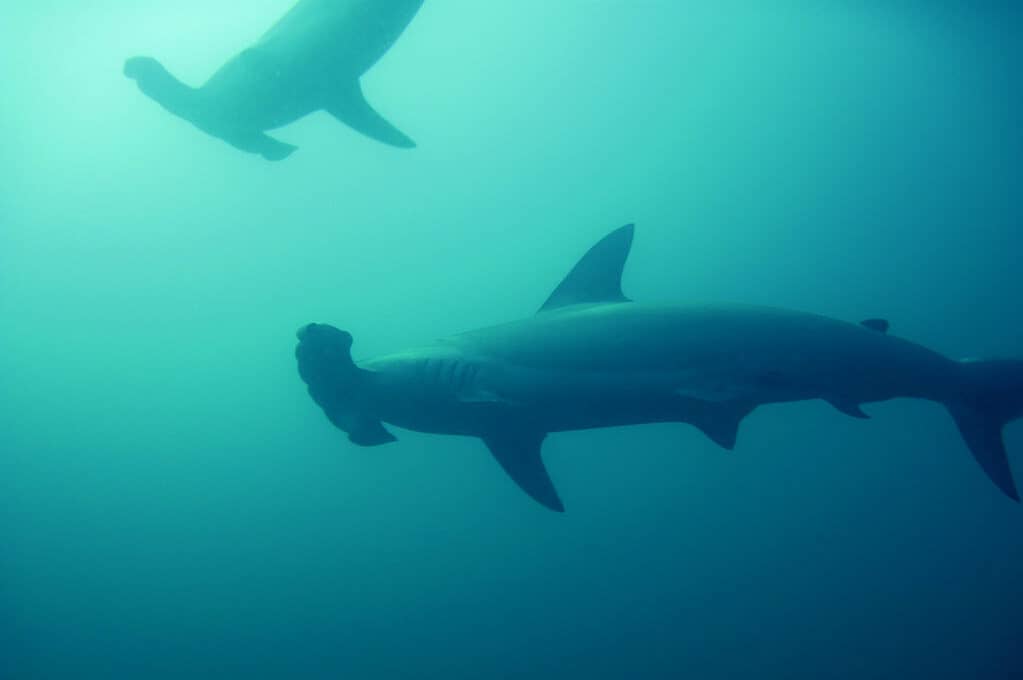 photo of hammerhead sharks