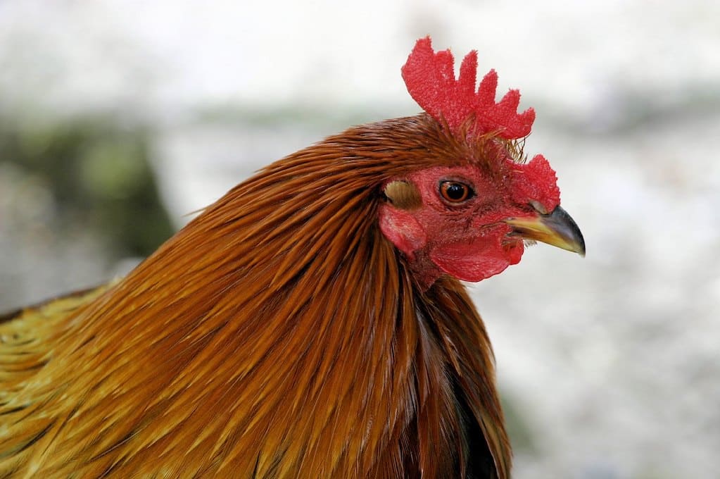 photo of a chicken