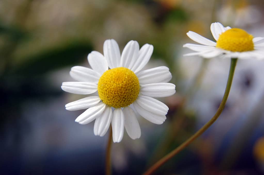 photo of wild daisy