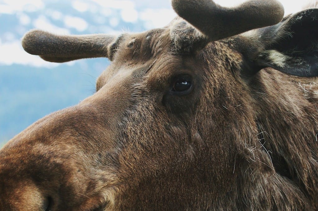 photo of a moose's face