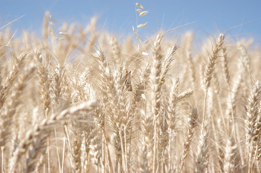 photo of dry wheat