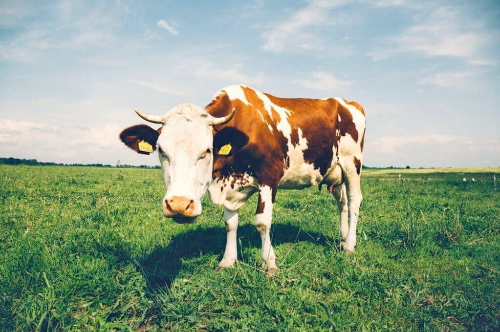photo of brown and white cow in field