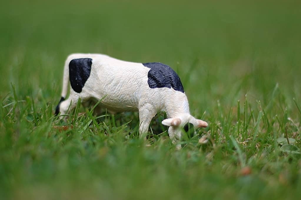 photo of miniature cow toy in grass