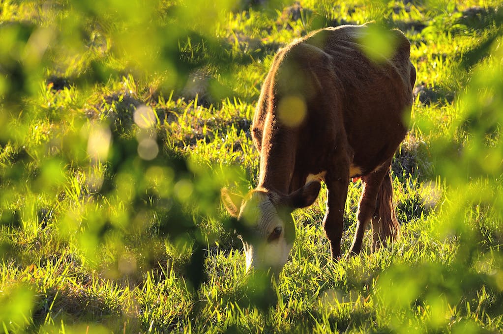 photo of cow eating grass in a field