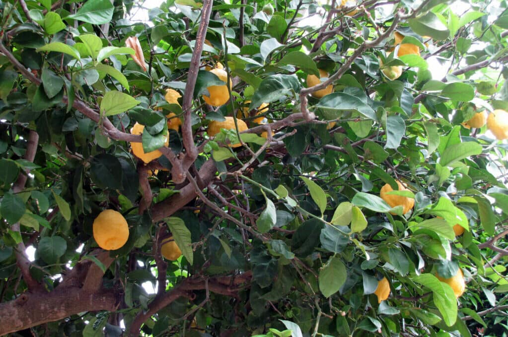 photo of a lemon tree