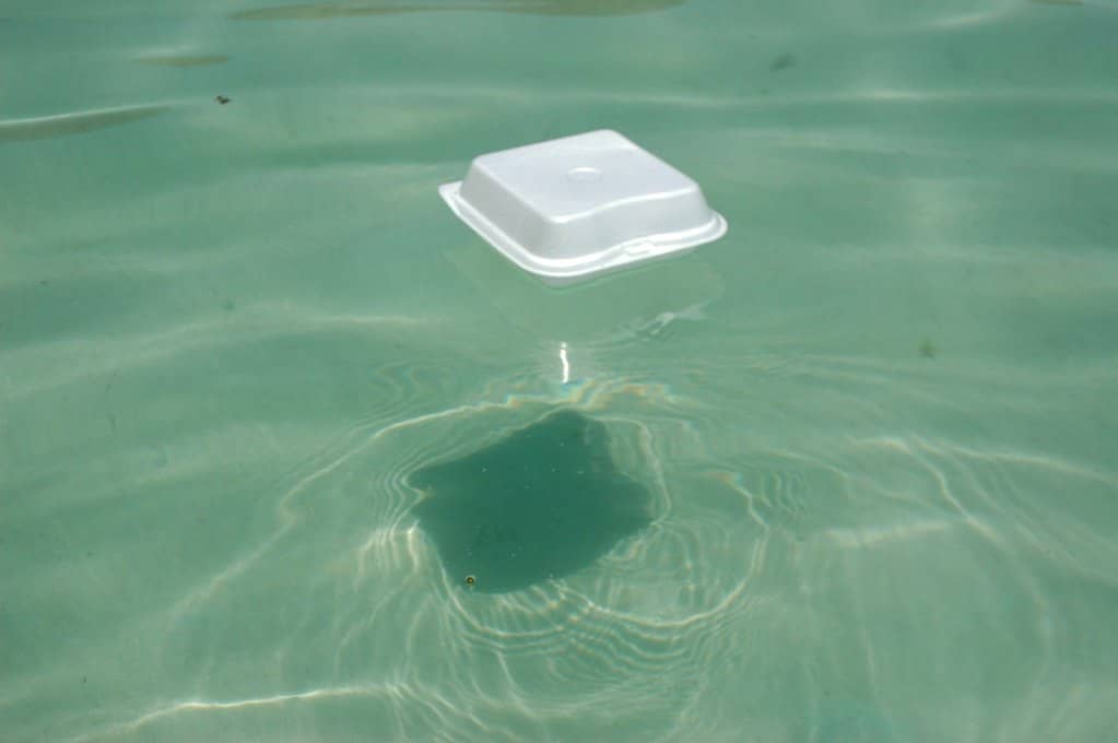 photo of a floating Styrofoam lunch box