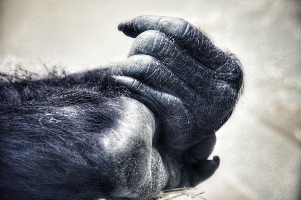 photo of ape hands