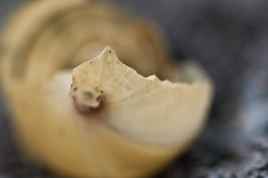 photo of a broken snail shell