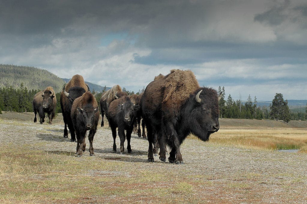 photo of group of buffalo