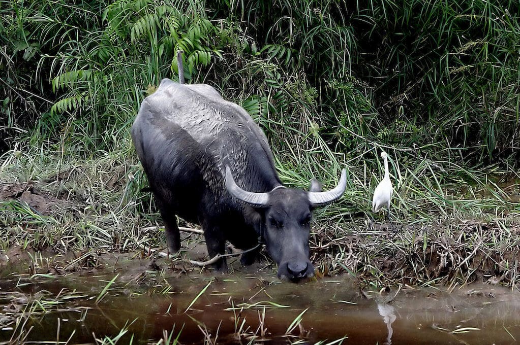 photo of water buffalo