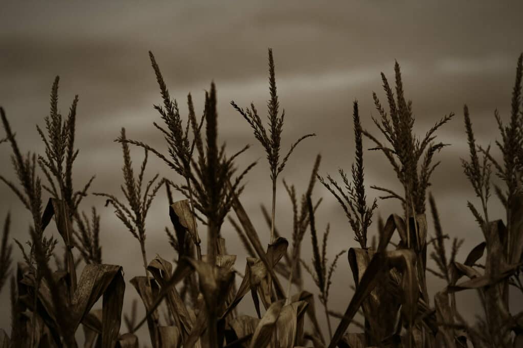 photo of corn field