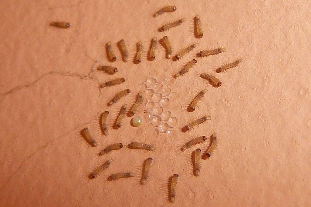 photo of carpet beetle larvae