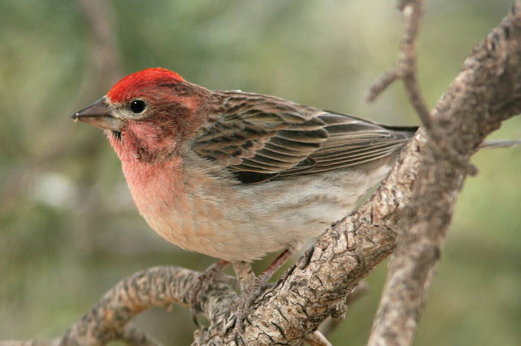 photo of a finch