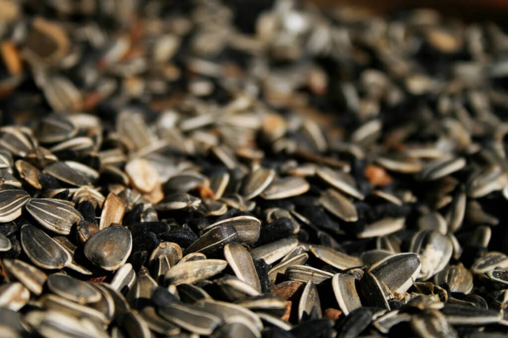 photo of sunflower seeds