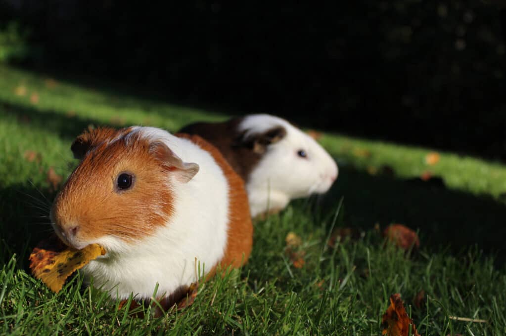 photo of two guinea pigs in grass