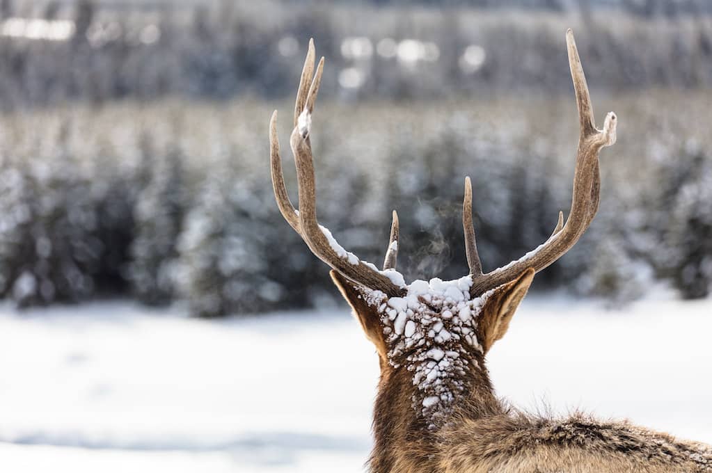 photo of an elk (from behind) in winter