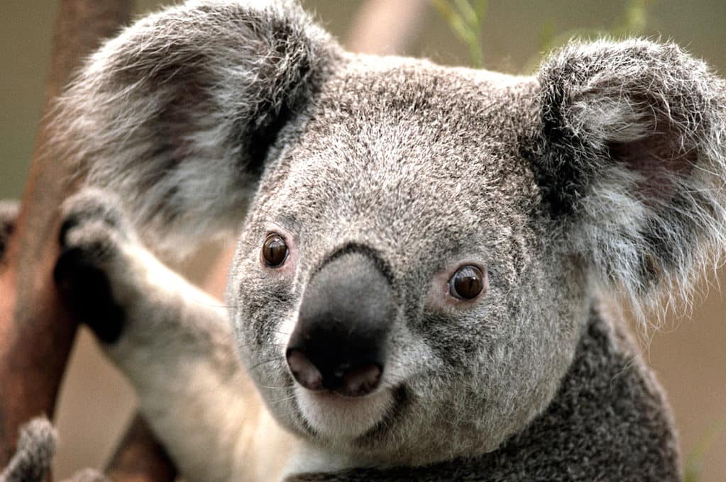 photo of koala