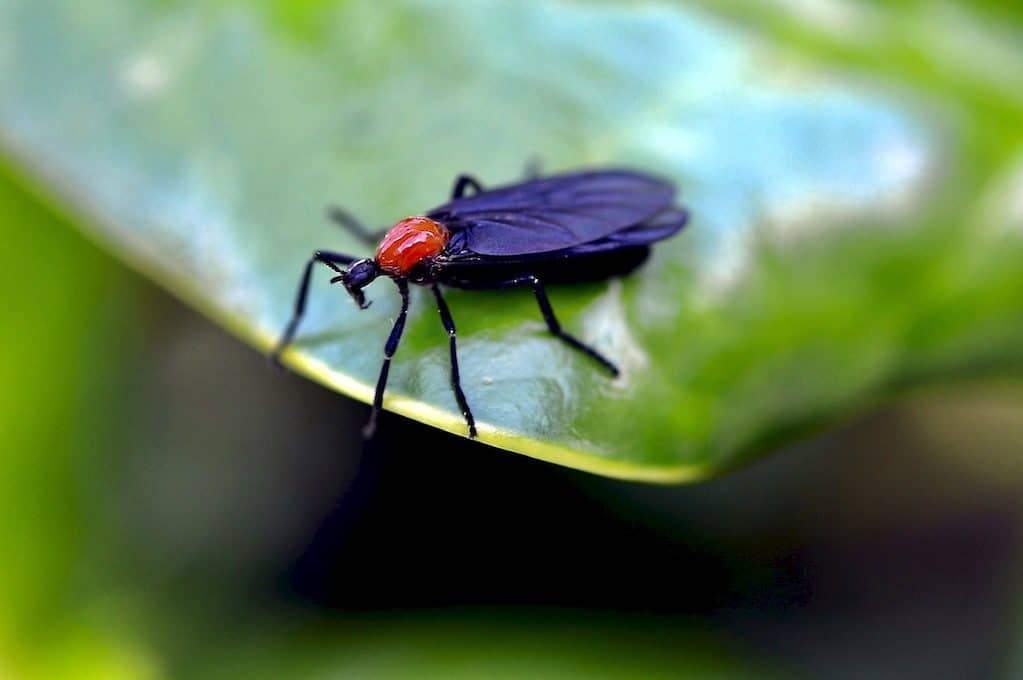 photo of lovebug
