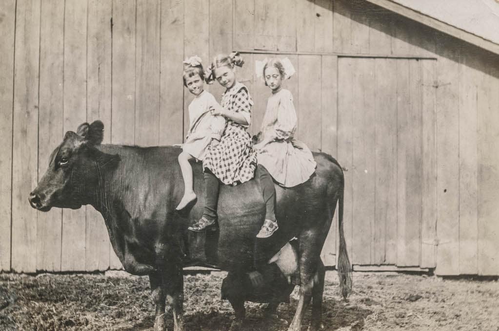 vintage photo of 3 little girls sitting on the back of a cow